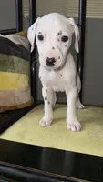 101 Dalmatians , a male Dalmatian for sale in Decatur, GA – 3 of 10
