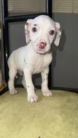 101 Dalmatians , a male Dalmatian for sale in Decatur, GA – 5 of 10
