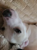 Paul, a male Chihuahua for sale in Albuquerque, NM – Photo 3 of 9