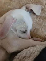 Paul, a male Chihuahua for sale in Albuquerque, NM – Photo 2 of 9