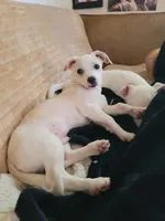 Paul, a male Chihuahua for sale in Albuquerque, NM – Photo 8 of 9