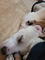 Paul, a male Chihuahua for sale in Albuquerque, NM – Photo 4 of 9