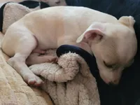 Paul, a male Chihuahua for sale in Albuquerque, NM – Photo 9 of 9