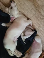 Paul, a male Chihuahua for sale in Albuquerque, NM – Photo 5 of 9