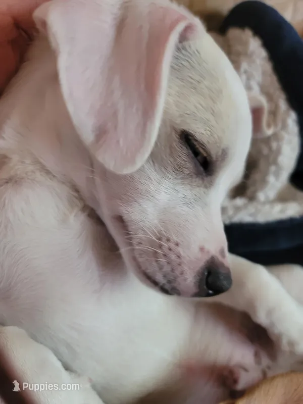 Paul – Chihuahua puppy for sale in Albuquerque, NM