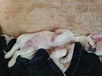 Paul, a male Chihuahua for sale in Albuquerque, NM – Photo 7 of 9