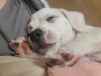 Stephen, a male Chihuahua for sale in Albuquerque, NM – Photo 5 of 8