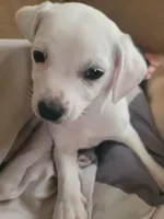 Stephen, a male Chihuahua for sale in Albuquerque, NM – Photo 4 of 8