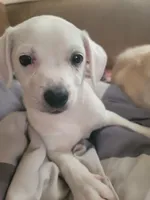 Stephen, a male Chihuahua for sale in Albuquerque, NM – Photo 3 of 8