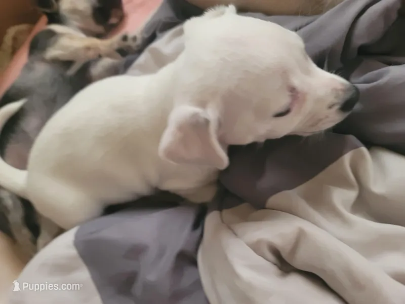 Stephen – Chihuahua puppy for sale in Albuquerque, NM