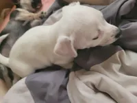 Stephen, a male Chihuahua for sale in Albuquerque, NM – Photo 1 of 8