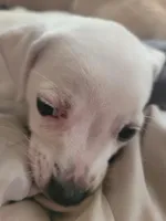 Stephen, a male Chihuahua for sale in Albuquerque, NM – Photo 2 of 8