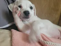 Stephen, a male Chihuahua for sale in Albuquerque, NM – Photo 8 of 8