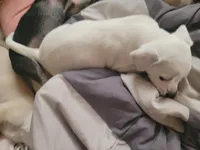 Stephen, a male Chihuahua for sale in Albuquerque, NM – Photo 6 of 8