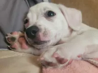 Stephen, a male Chihuahua for sale in Albuquerque, NM – Photo 7 of 8