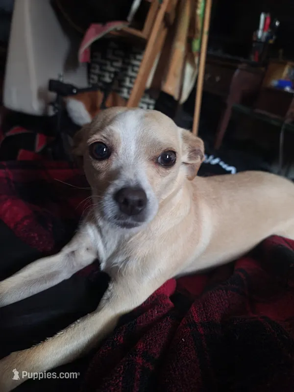 Faith – Dachshund, Chihuahua puppy for sale in Albuquerque, NM