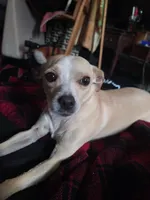 Faith, a female Dachshund and Chihuahua for sale in Albuquerque, NM – 1 of 10