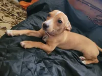 Miriam, a female Chihuahua for sale in Albuquerque, NM – 8 of 10