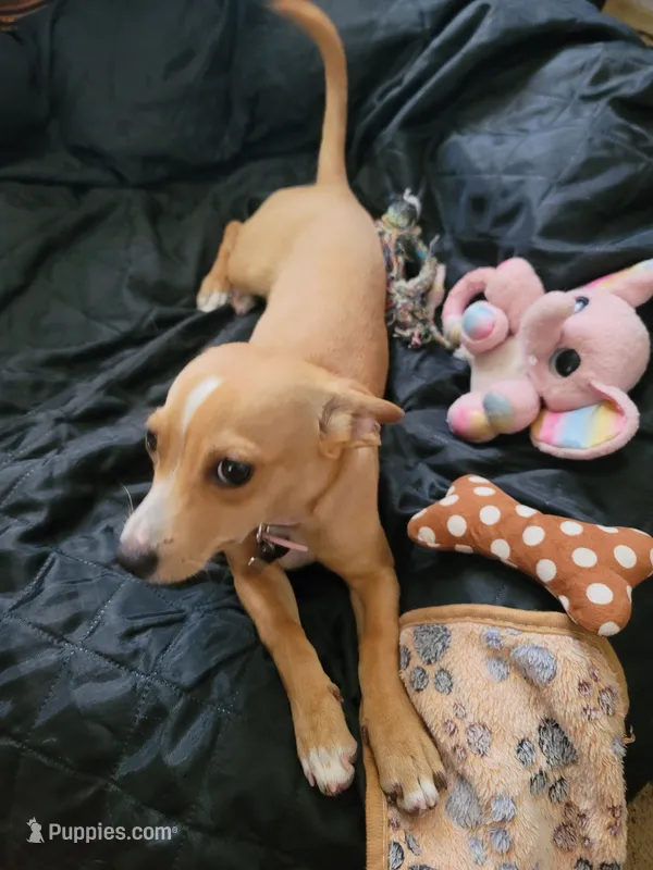 Miriam – Dachshund, Chihuahua puppy for sale in Albuquerque, NM