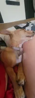 Miriam, a female Dachshund and Chihuahua for sale in Albuquerque, NM – 3 of 10