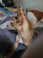 Miriam, a female Chihuahua for sale in Albuquerque, NM – 3 of 10