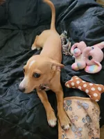 Miriam, a female Chihuahua for sale in Albuquerque, NM – 4 of 10