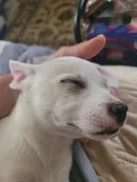 Paul, a male American Pit Bull Terrier and Chihuahua for sale in Albuquerque, NM – Photo 8 of 8