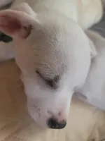 Paul, a male American Pit Bull Terrier and Chihuahua for sale in Albuquerque, NM – Photo 2 of 8