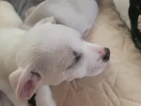 Paul, a male American Pit Bull Terrier and Chihuahua for sale in Albuquerque, NM – Photo 3 of 8