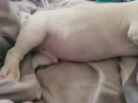 Paul, a male American Pit Bull Terrier and Chihuahua for sale in Albuquerque, NM – Photo 6 of 8