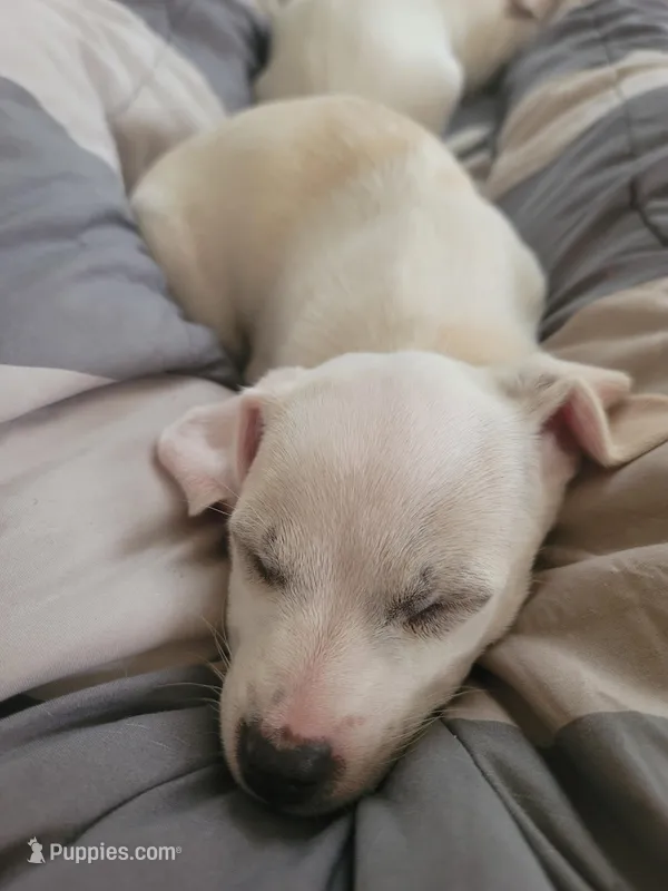 Paul – American Pit Bull Terrier, Chihuahua puppy for sale in Albuquerque, NM