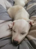 Paul, a male American Pit Bull Terrier and Chihuahua for sale in Albuquerque, NM – Photo 1 of 8