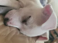 Paul, a male American Pit Bull Terrier and Chihuahua for sale in Albuquerque, NM – Photo 7 of 8