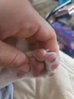 Paul, a male American Pit Bull Terrier and Chihuahua for sale in Albuquerque, NM – Photo 5 of 8