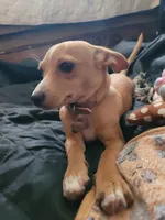 Miriam, a female Chihuahua for sale in Albuquerque, NM – 6 of 10