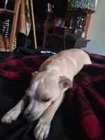 Faith, a female Dachshund and Chihuahua for sale in Albuquerque, NM – 3 of 10
