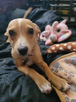 Miriam, a female Chihuahua for sale in Albuquerque, NM – 5 of 10