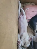 Titus, a male Chihuahua for sale in Albuquerque, NM – Photo 6 of 8