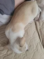 Titus, a male Chihuahua for sale in Albuquerque, NM – Photo 7 of 8