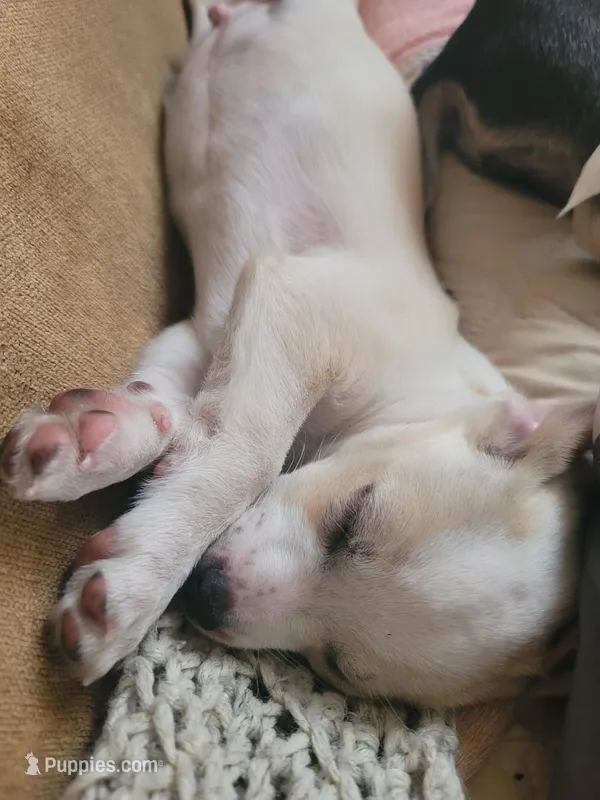 Titus – Chihuahua puppy for sale in Albuquerque, NM