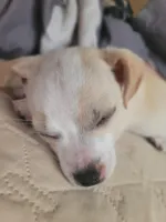 Titus, a male Chihuahua for sale in Albuquerque, NM – Photo 8 of 8