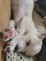 Titus, a male Chihuahua for sale in Albuquerque, NM – Photo 5 of 8