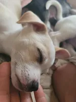 Titus, a male Chihuahua for sale in Albuquerque, NM – Photo 3 of 8