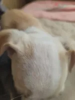 Titus, a male Chihuahua for sale in Albuquerque, NM – Photo 2 of 8