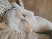 Titus, a male Chihuahua for sale in Albuquerque, NM – Photo 4 of 8