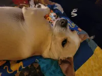 Faith, a female Dachshund and Chihuahua for sale in Albuquerque, NM – 10 of 10