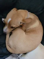 Miriam, a female Chihuahua for sale in Albuquerque, NM – 9 of 10