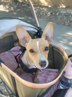 Miriam, a female Chihuahua for sale in Albuquerque, NM – 2 of 10