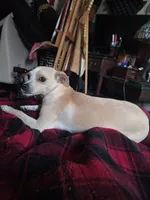 Faith, a female Dachshund and Chihuahua for sale in Albuquerque, NM – 5 of 10