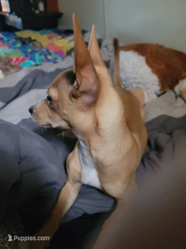 Miriam – Chihuahua puppy on hold in Albuquerque, NM
